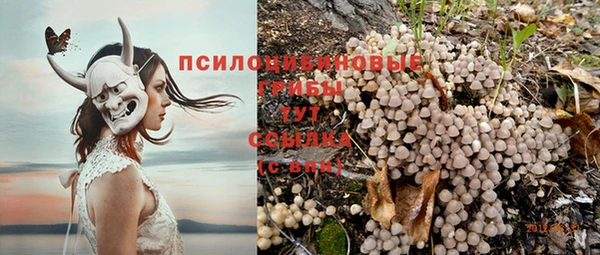 ПСИЛОЦИБИНОВЫЕ ГРИБЫ Абаза