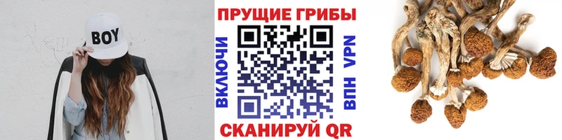 Галлюциногенные грибы прущие грибы  Тутаев 